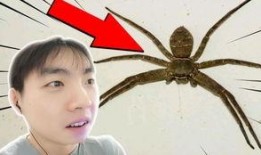 蜘蛛进食视频,揭秘自然界的猎食奇观