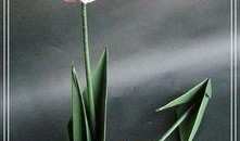 折纸郁金香视频,跟随折纸郁金香视频，领略艺术与自然的完美融合