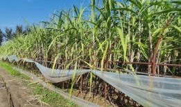 甘蔗种植视频,从播种到收获的视觉之旅