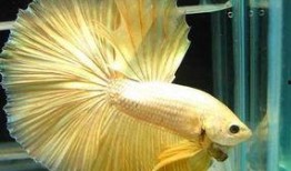 马尾斗鱼打架视频,一场水下“武林争霸”