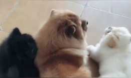 三条狗都连在一起视频,罕见现象引发网友热议