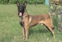 马犬vs德牧打架视频,一场犬类间的巅峰之战