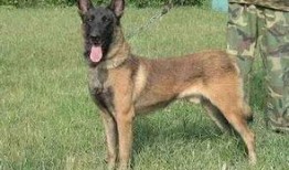 马犬vs德牧打架视频,一场犬类间的巅峰之战