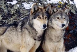 狗配狼的真实视频