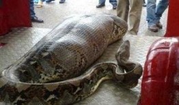 蛇吃人视频真实,揭秘蛇吞人事件的真实惊悚瞬间