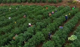 皂角刺采收视频,传统技艺与现代视角的完美融合