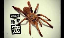 蜘蛛进食视频,揭秘自然界的猎食奇观