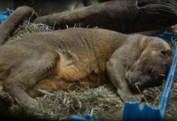 人配种视频,伦理争议与科学探索的交织