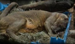 人配种视频,伦理争议与科学探索的交织