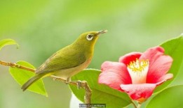 暗绿绣眼鸟小叙视频,自然之美中的灵动精灵