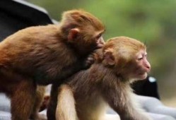 猴子生殖器和交配视频