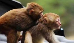 猴子生殖器和交配视频