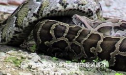 蟒蛇大战鳄鱼视频大全,蟒蛇大战鳄鱼，生死较量视频大盘点