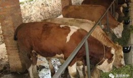 养肉牛视频技术,从新手到专家的养殖技巧解析